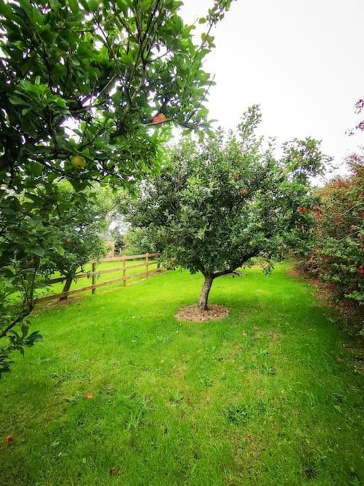 Orchard Cottage Dingle Eksteriør billede